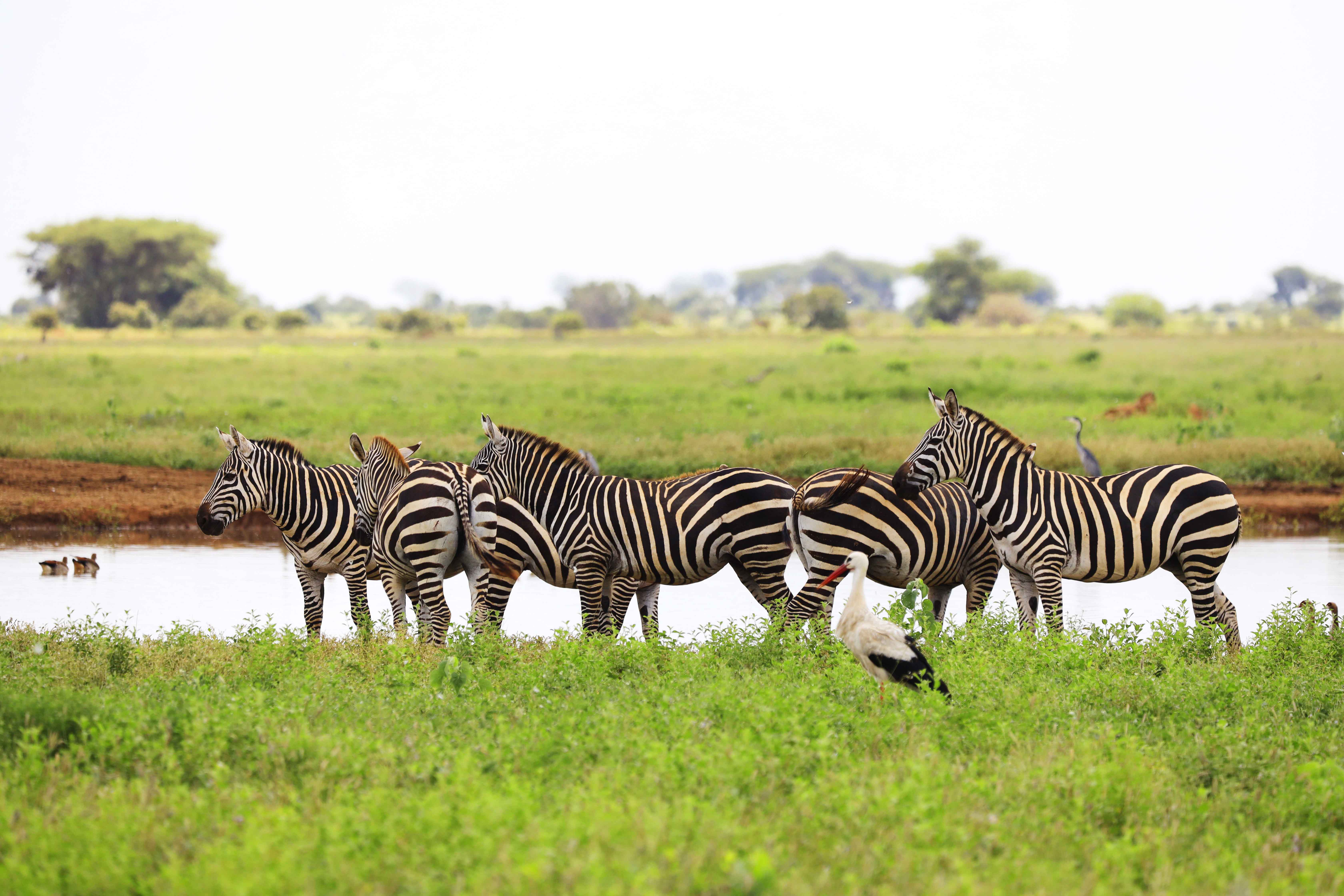 Uganda