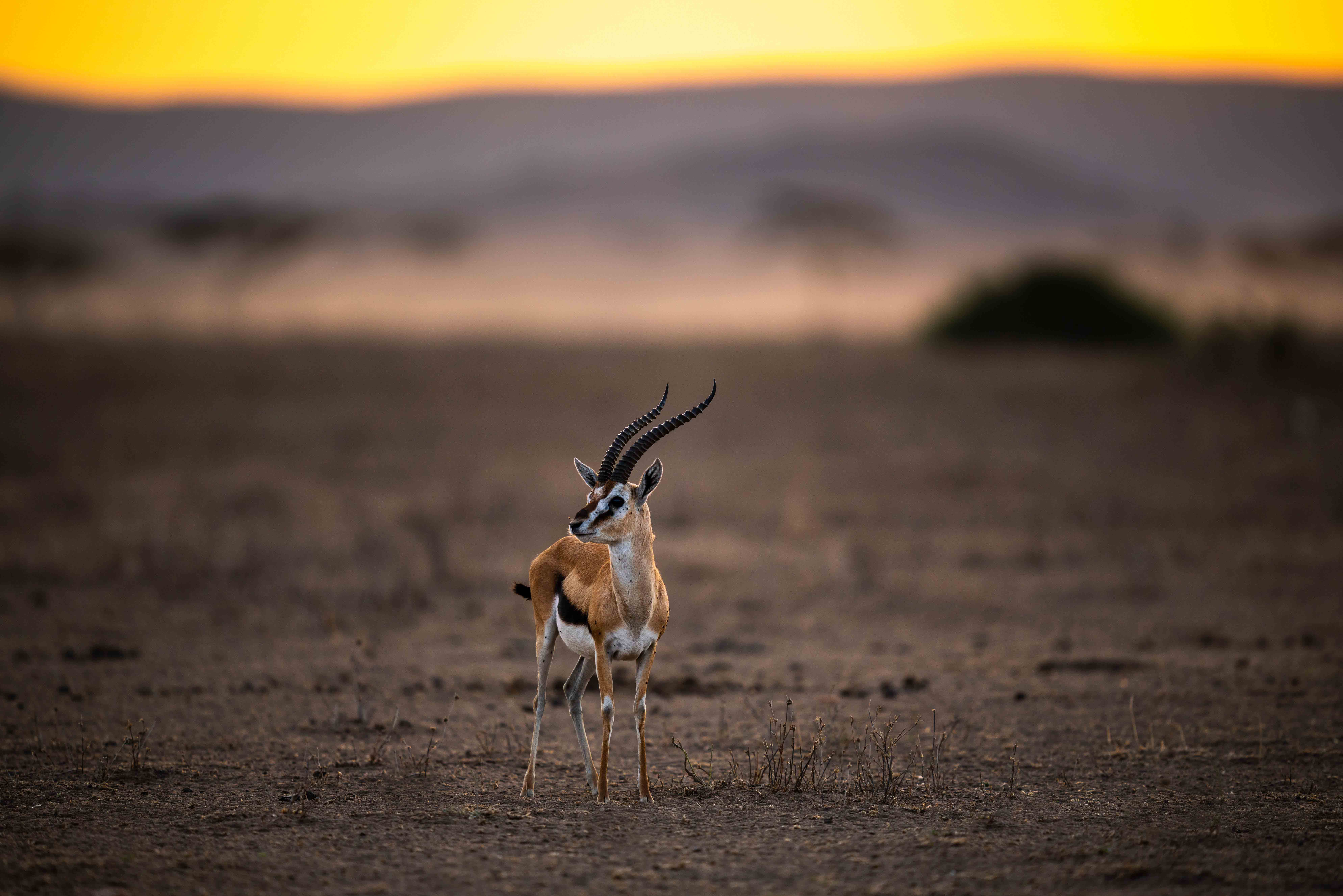 selective focus shot little grant s gazelle also known as nanger granti tanzania
