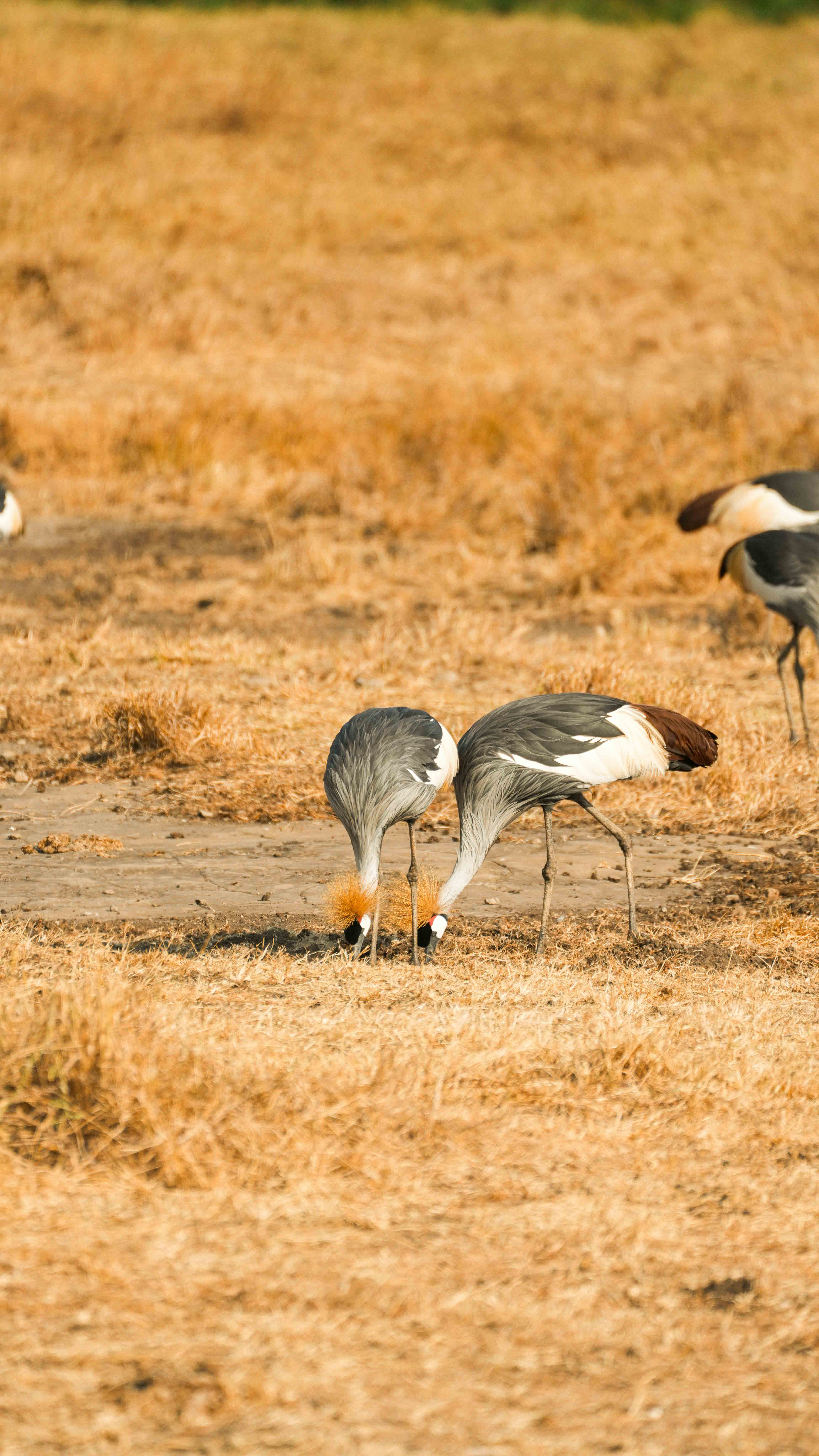 Safari - Uganda wildlife
