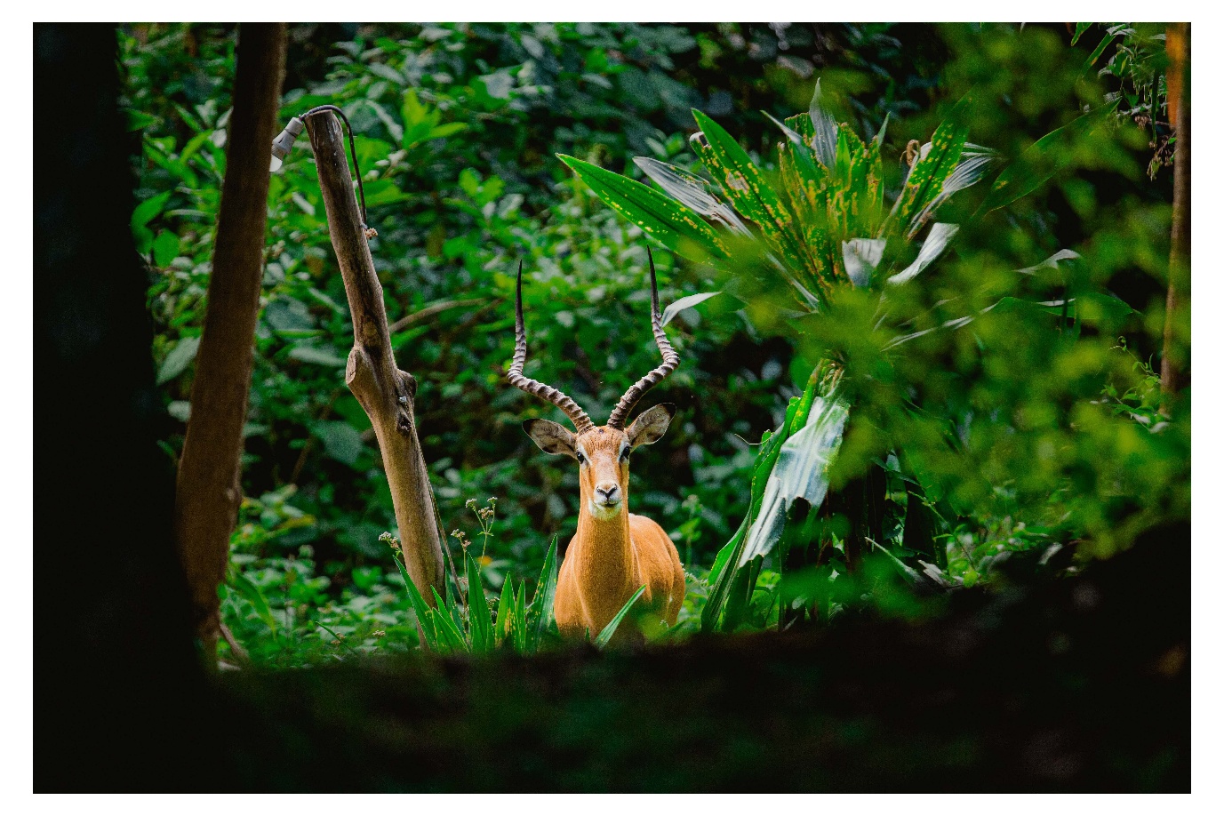 Zebra portrait in Uganda