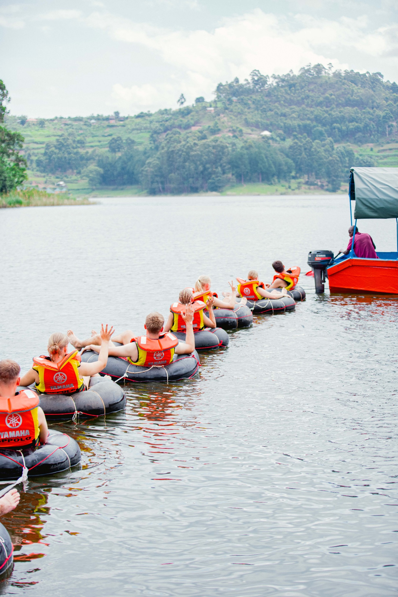 Antelope standing in Uganda forest