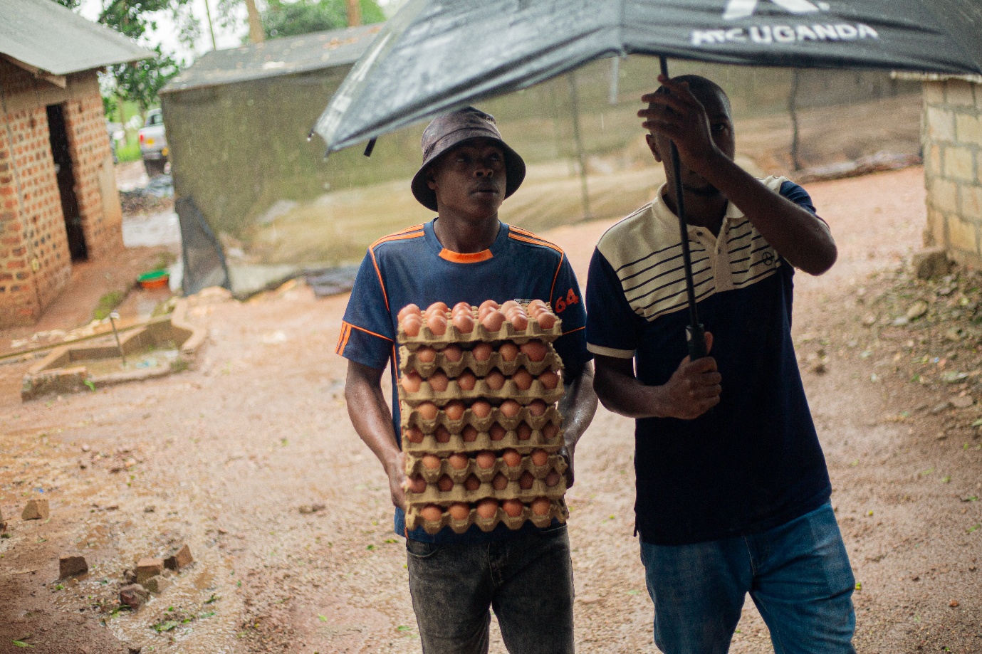 Egg farming - agro-tourism experience Uganda