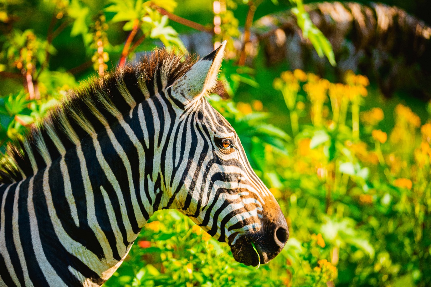 Zebra in bright green vegetation