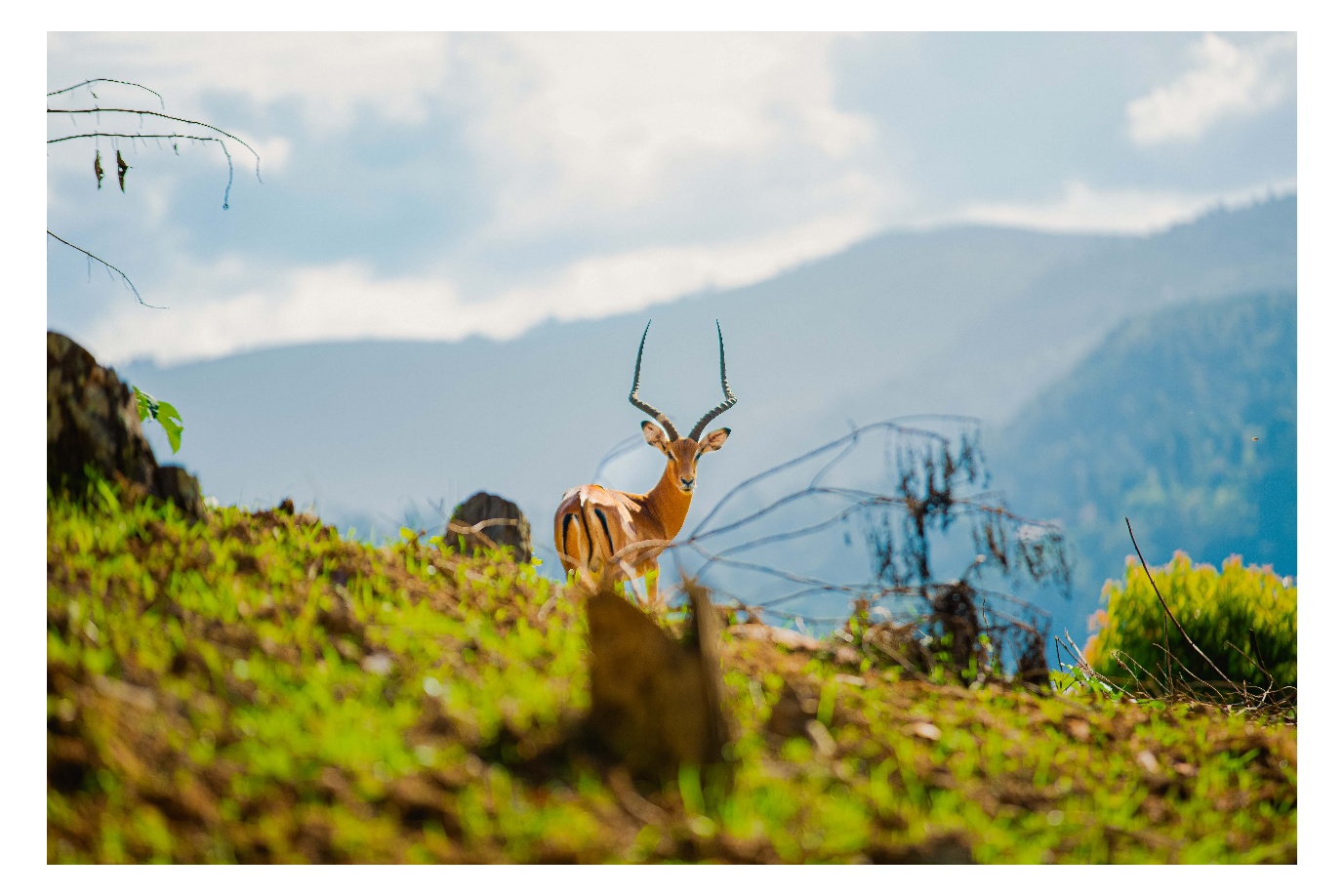 Antelope on Uganda hillside with mountain backdrop