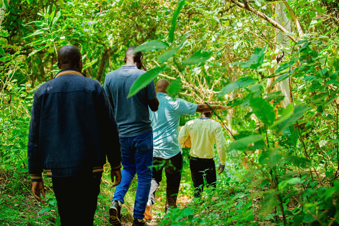 Guided group walk through Uganda forest