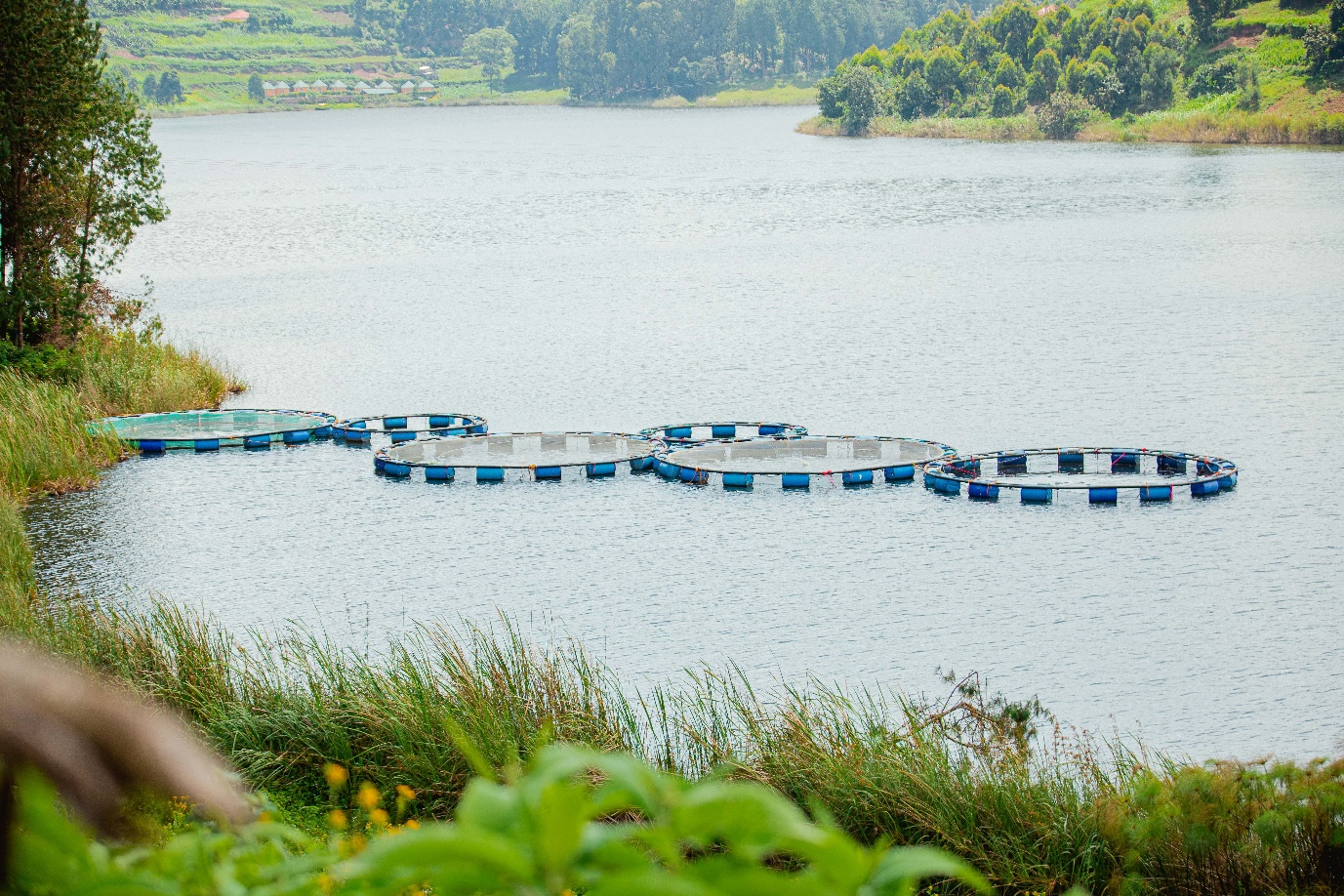 Fish farming cage pens on Uganda lake