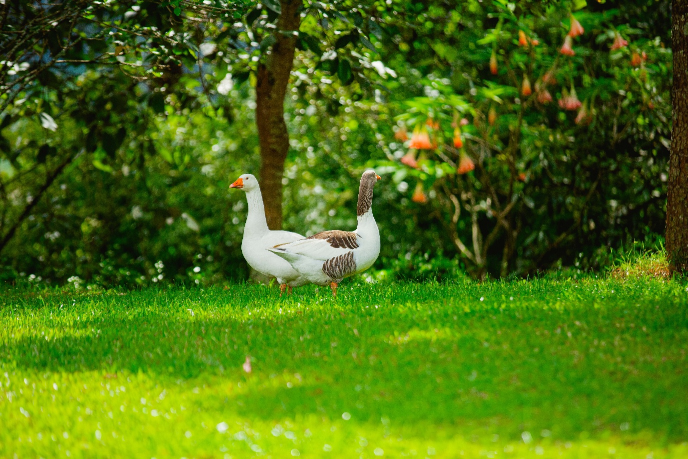 Geese on lush green farm - agro-tourism Uganda
