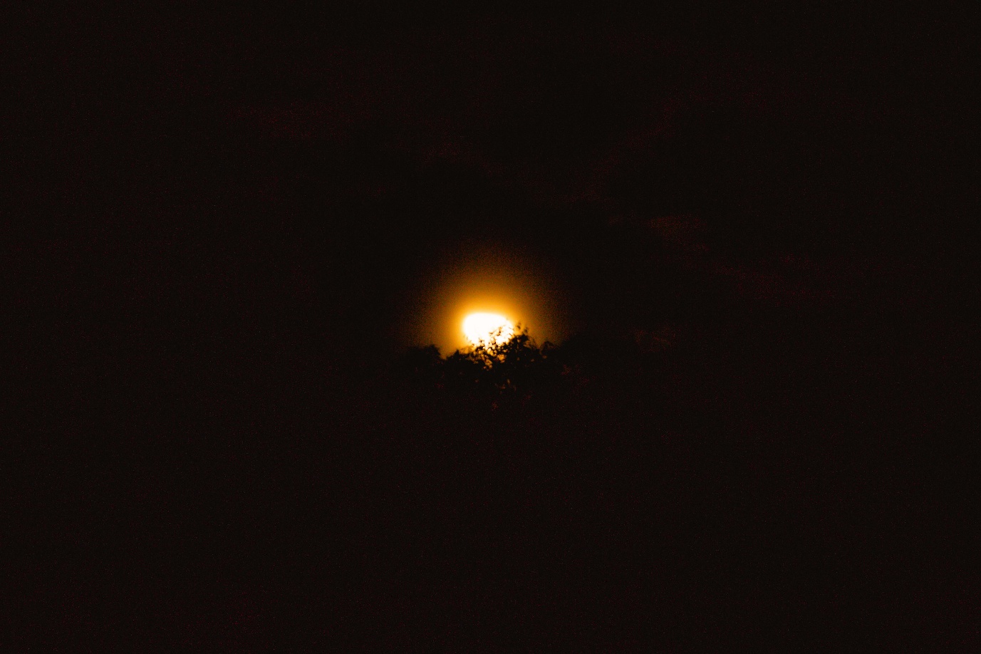 Full moon rising over Uganda treetops