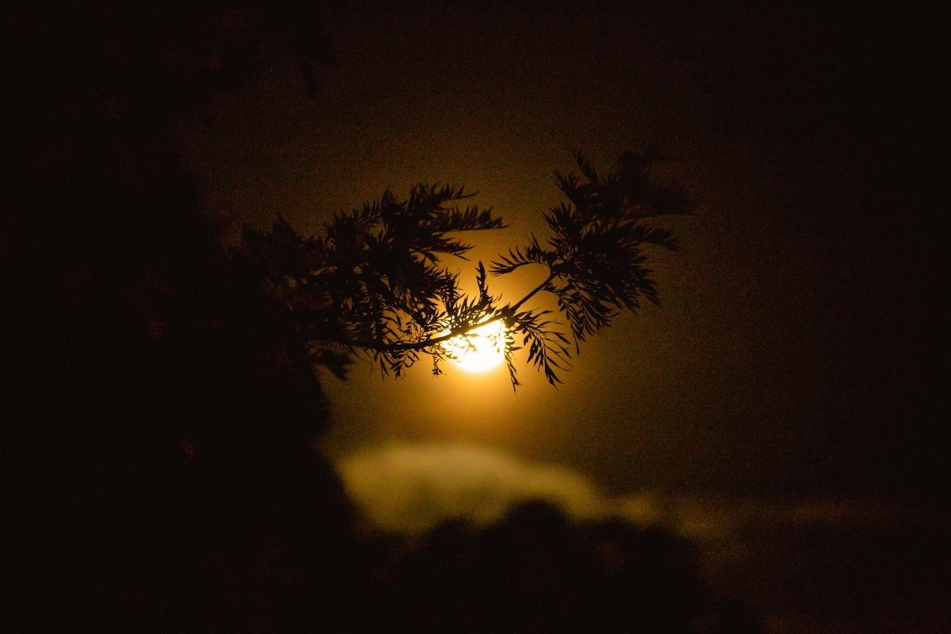 Moonlight filtering through Uganda forest branches
