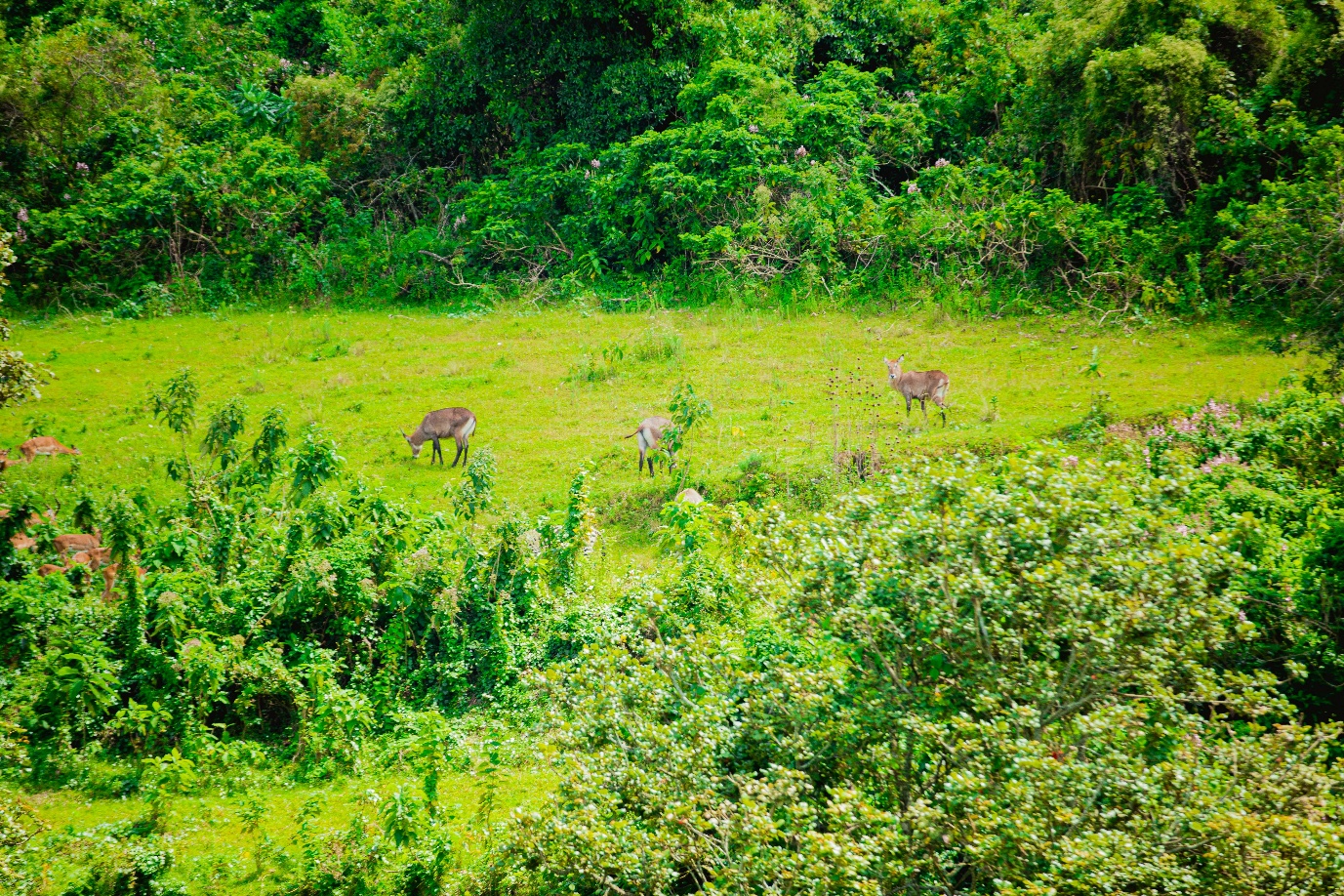 Deer grazing in open green field, Uganda