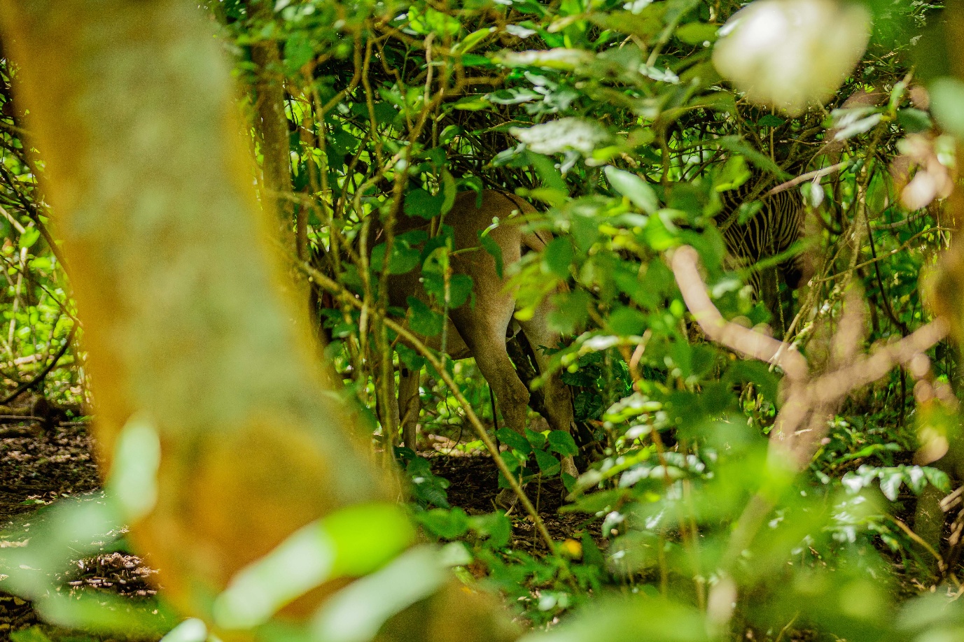 Chimpanzee hidden in Uganda forest