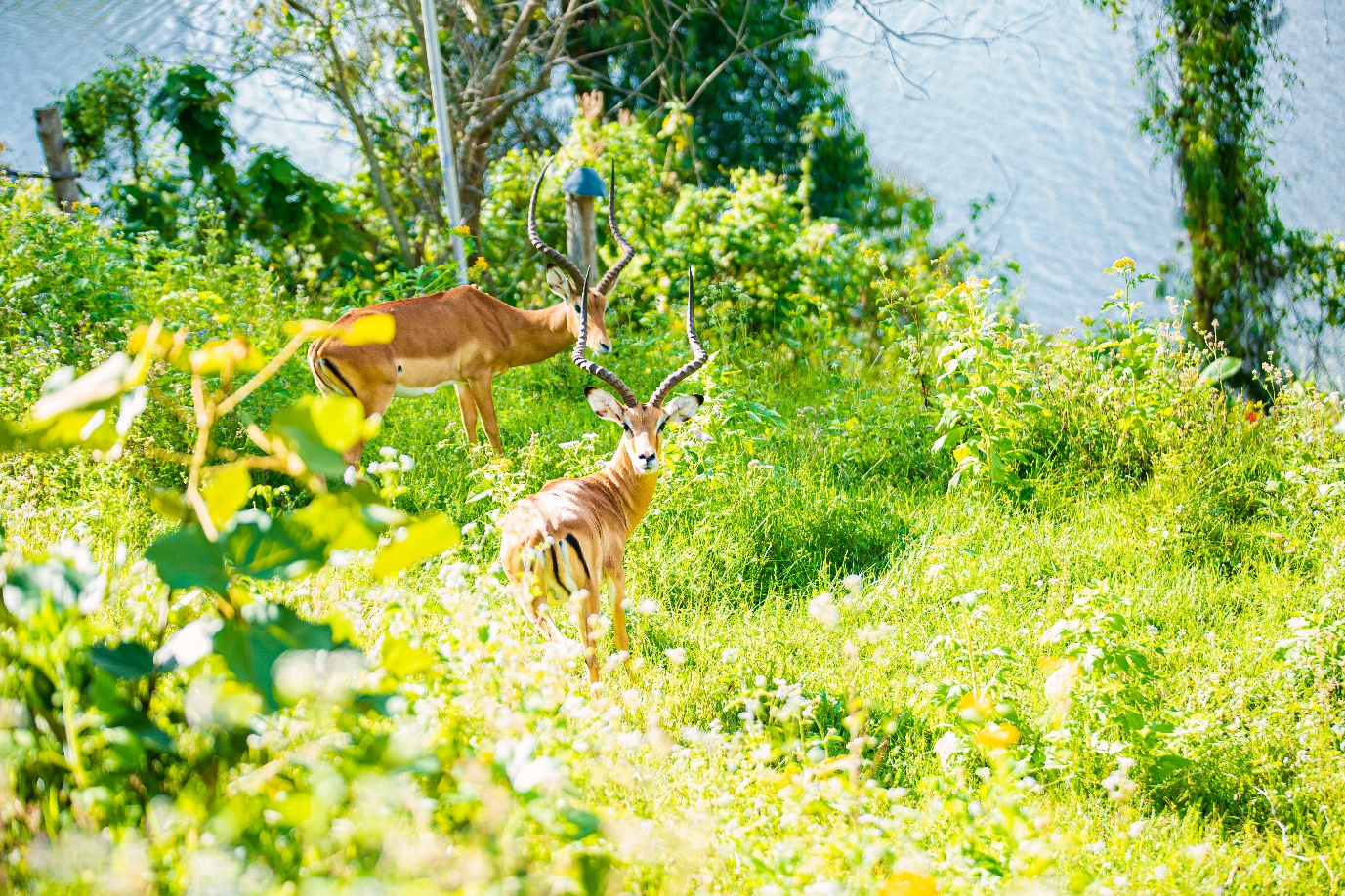 Impala pair by lakeside - Uganda
